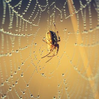 Hausschädlinge bekämpfen | Liebe Deinen Garten